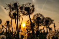 Dandelion fluff in the setting sun