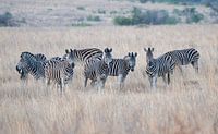 Zebras