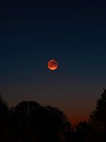 Lune de sang au-dessus des arbres