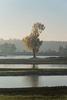 Boom in de Lek