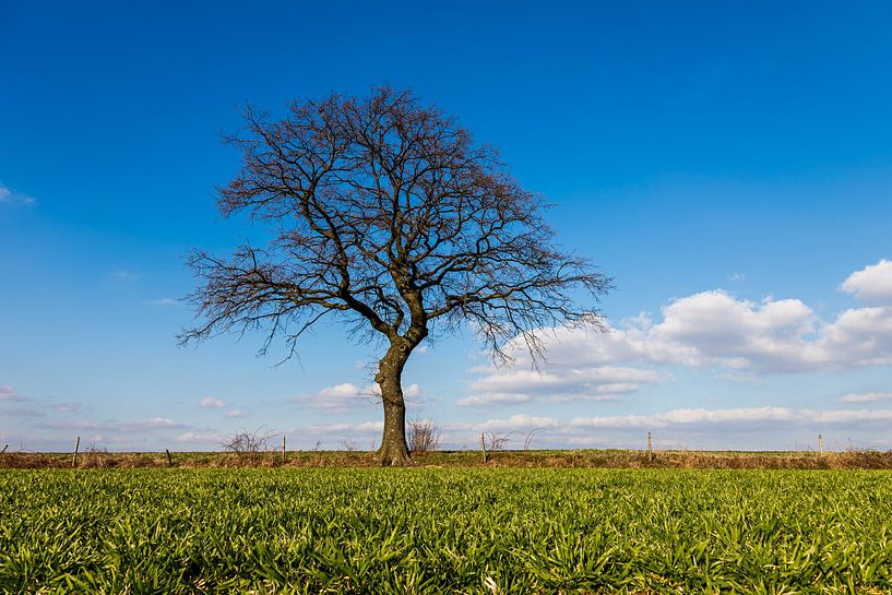 Grüne Wiese mit einem Baum am Horizont im Frühling in Mechelen, Limburg von Kim Willems