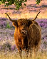 Scottish Highlander on purple moor!