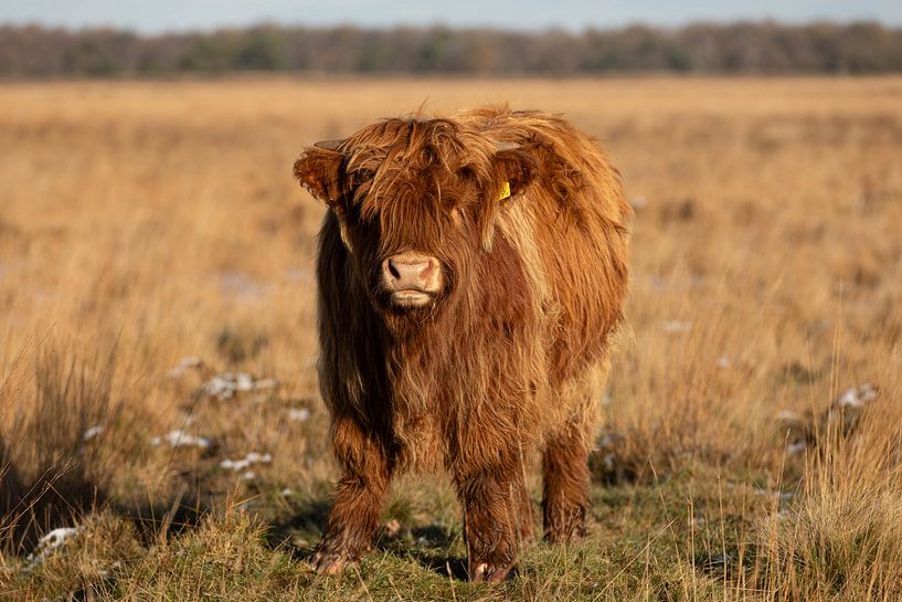 Junger schottischer Highlander in natürlicher Winterlandschaft von KB Design & Photography (Karen Brouwer)