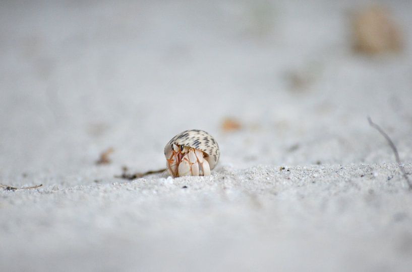 Einsame Krabbe von Patrick Aniszewski