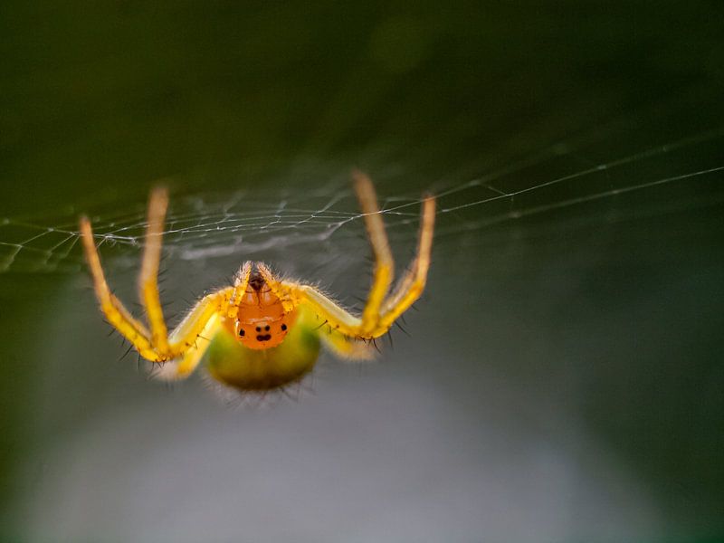 Cucumber spider by Mr White Takes Pictures