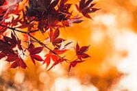 Fächerahorn im Herbst