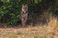 Bengaalse Tijger