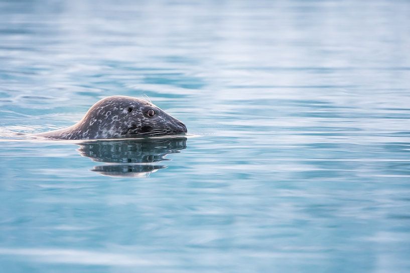 Phoque gris dans le lac Jökulsárlón par Danny Slijfer Natuurfotografie