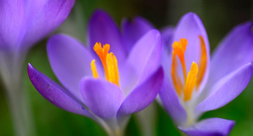 Zeit des Krokus von Corinne Welp