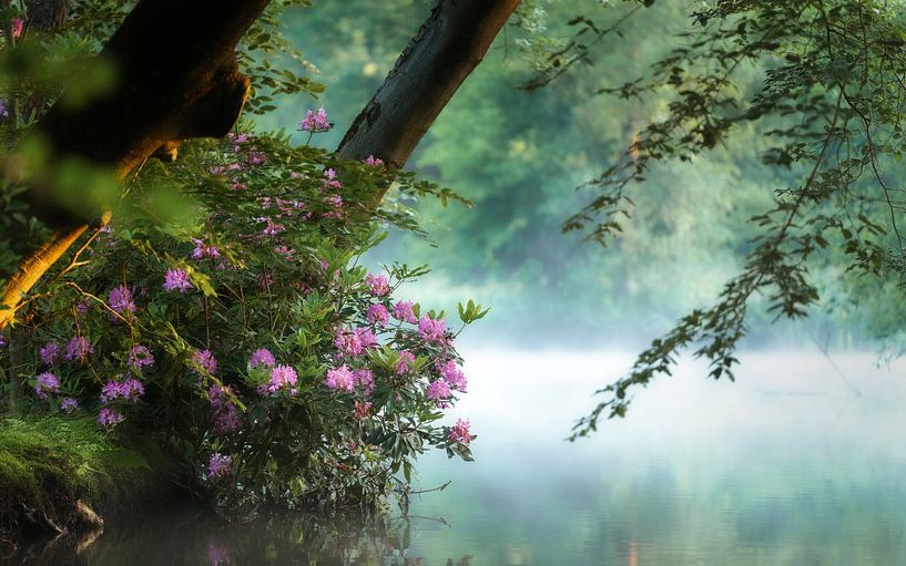 Rhododendrons en fleurs par Rob Sprenger