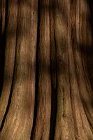 Schatten auf dem alten Baum