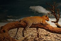 Leopard in de Woestijn