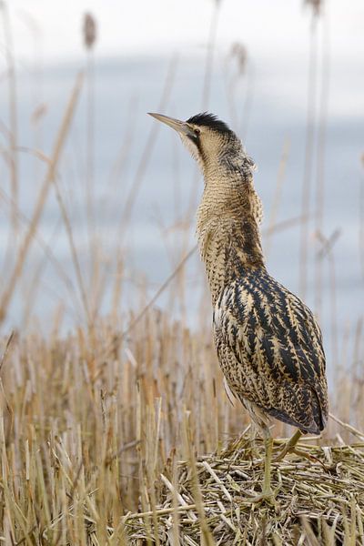Rohrdommel ( Botaurus stellaris ) im Schilf von wunderbare Erde