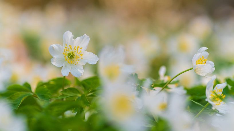 Anemone in the light by Friedhelm Peters