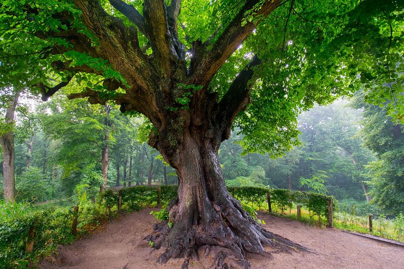 Alte Eiche in Nordholland von Tanja Voigt