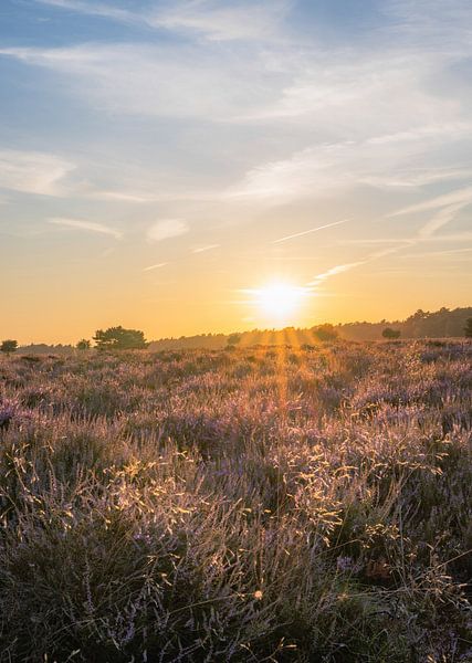 Planken Wambuis part 16 by Tania Perneel