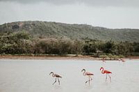 Drei wilde Flamingos in der Natur | Curaçao, Antillen