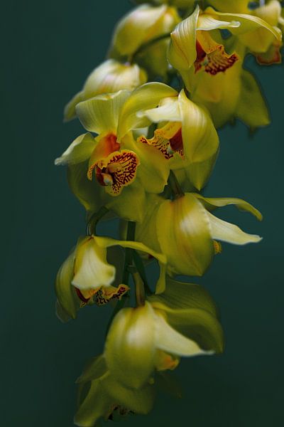 Phalaenopsis von Ellinor Creation