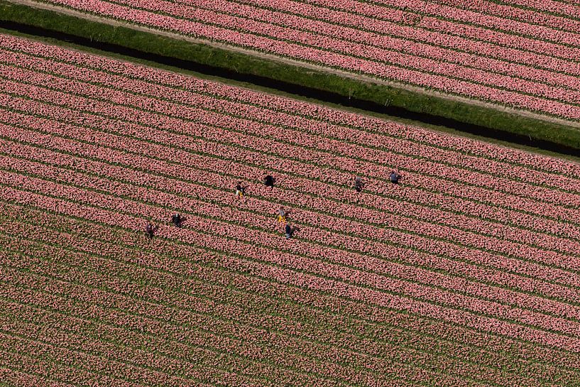 Photo aérienne des travailleurs saisonniers dans un champ de bulbes roses par aerovista luchtfotografie