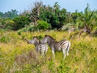 Zebra's im iSimangaliso-Feuchtgebietspark