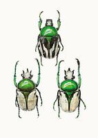 Rariteitenkabinet_Insecten_04