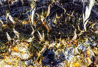 Art abstrait de la nature en violet et bleu - macrophotographie poétique