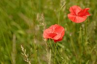 2 red poppies in green field
