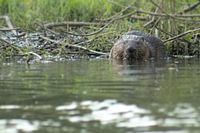 knagende bever in de biesbosch