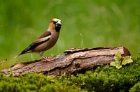 Apfel-Fink auf Baumstumpf