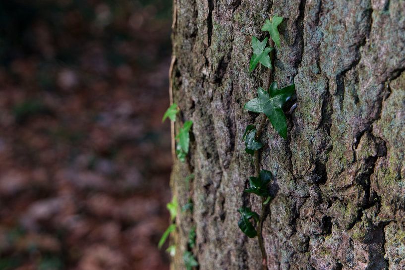 Kletterrebe von Alejandro Vivas