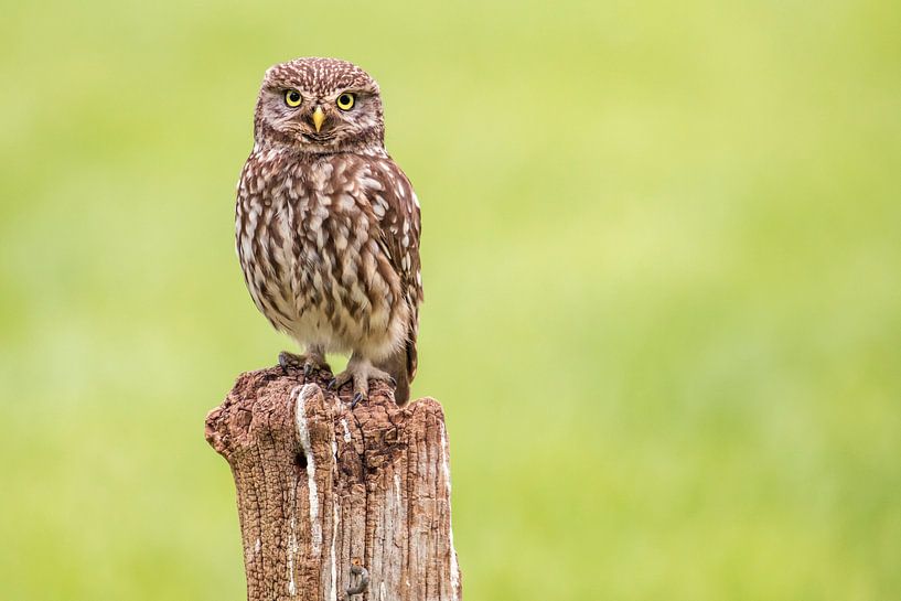 Uil frontaal beeld par Teuni's Dreams of Reality