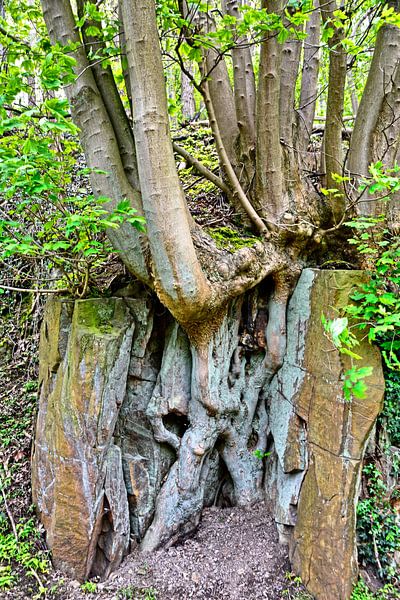 Baumwurzeln von Edgar Schermaul