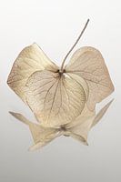 Stillleben in natürlichen Landhausfarben: Hortensienblätter