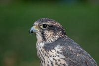 Faucon pèlerin en silence