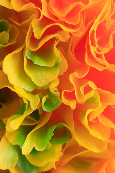 Pittoresque fleur de renoncule par Anette Jäger