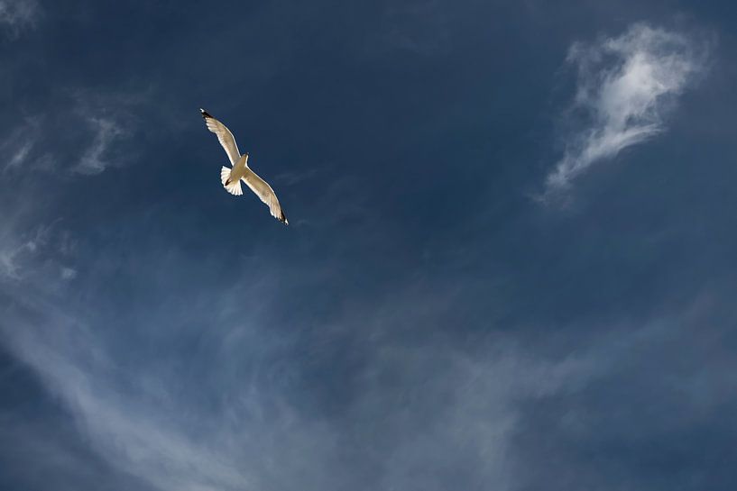 Oiseau libre par Anouschka Hendriks