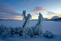 Ice formations on trees along Torneträsk