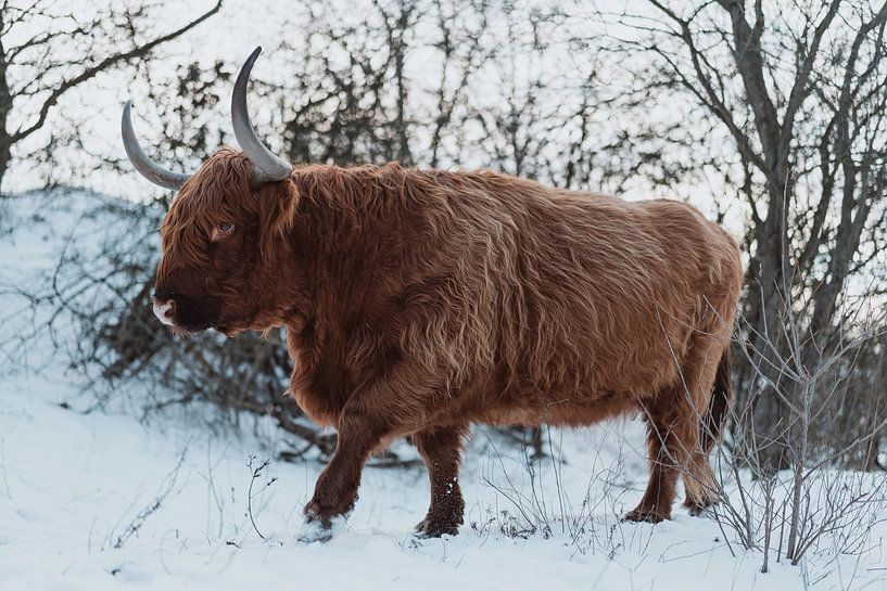 Schottischer Highlander im Schnee von Jonai