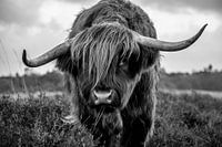 Scottish Highlander