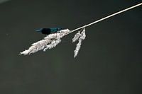 ruisseau de prairie demoiselle