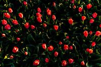Red tulips - Bulb region Noordwijk