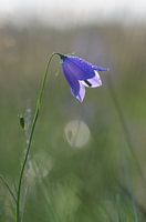 grasklokje in tegenlicht