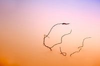 Tak in de sneeuw in kleur