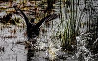 A Canada goose enjoying the water