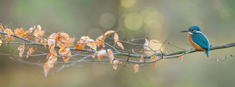 Martin-Pêcheur par Martins-pêcheurs - Corné van Oosterhout