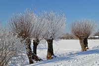 Sneeuwlandschap met knotwilgen