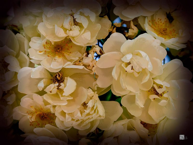 Roses vintage par Leopold Brix