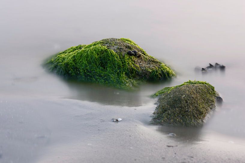 Zeewier groen 1 by Albert Wester Terschelling Photography
