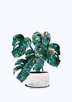 Monstera Zimmerpflanze