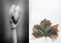 HER TOUCH AS LIGHT AS A FEATHER'S_AMARYLLIS AND SYCAMORE LEAF
